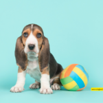 Basset Artesien Normand Dog Breed